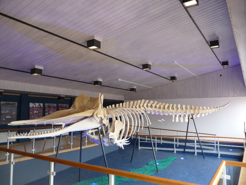 Museum Amrum, Naturzentrum Maritur, Skelett des Pottwals