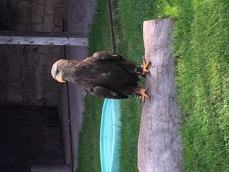 Greifvogel sitzt auf Ast
