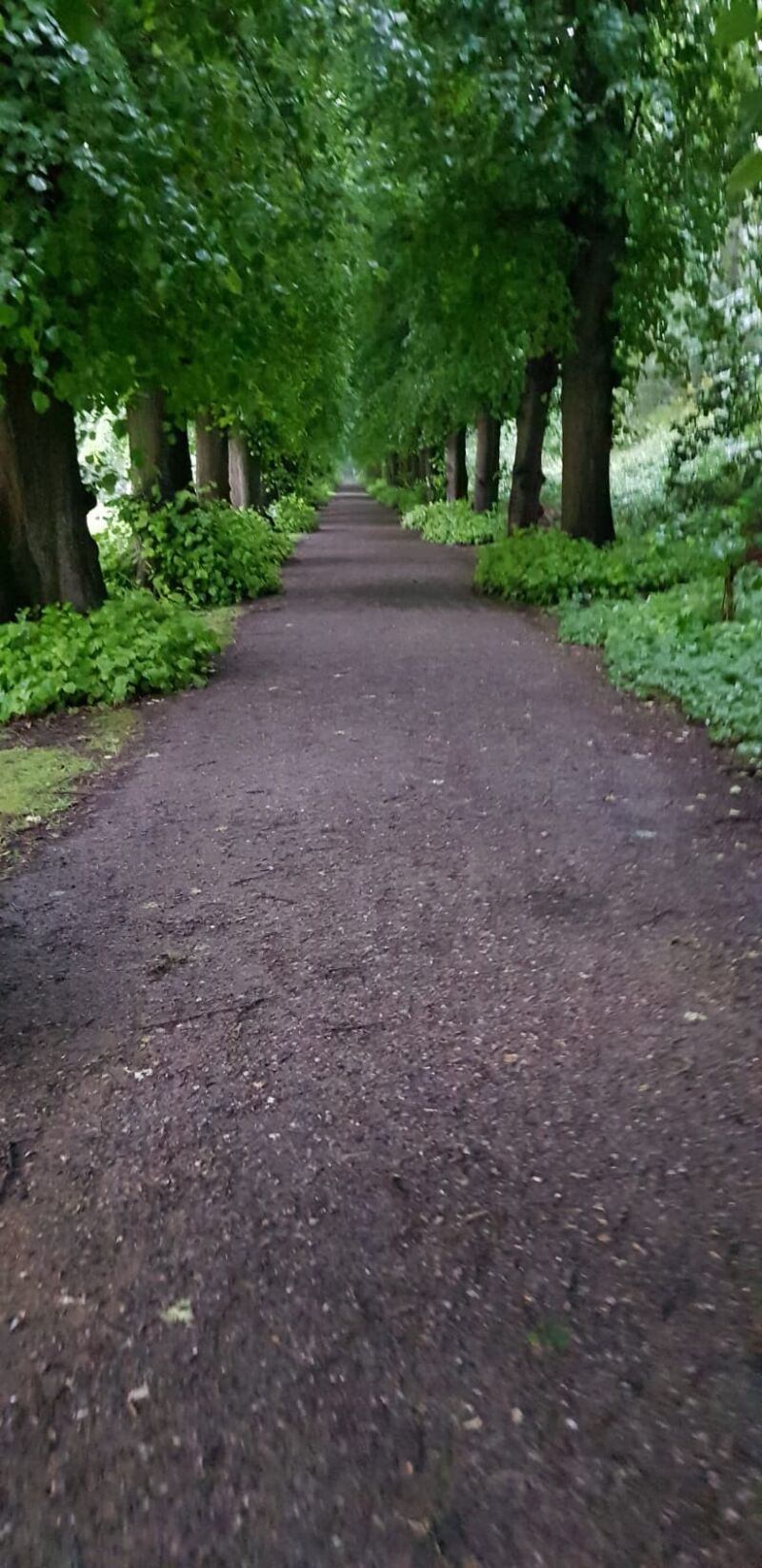 Blick auf eine Allee, Prinzeninsel, Urlaub mit Kindern in Plön