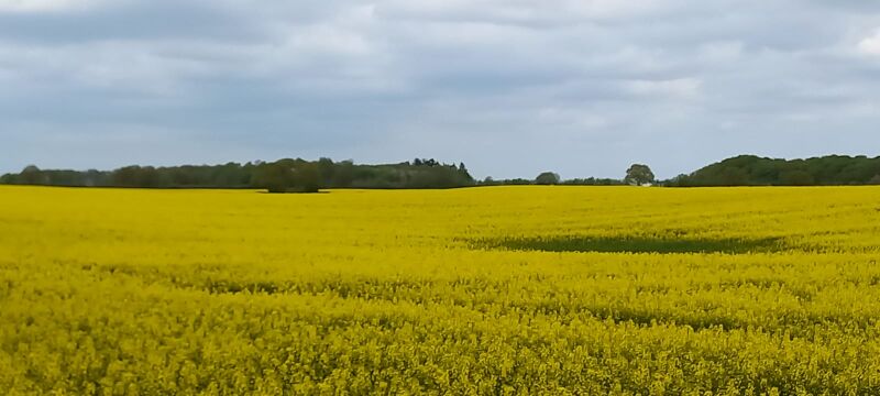 Ausblick auf ein Rapsfeld, Sommerferien, Plöner See, Naturerlebnis, Deutschland erleben, Reisetipps, Reiseblog Familienurlaub