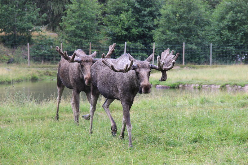 Elchpark in Schweden, Reiseblog Familienferien